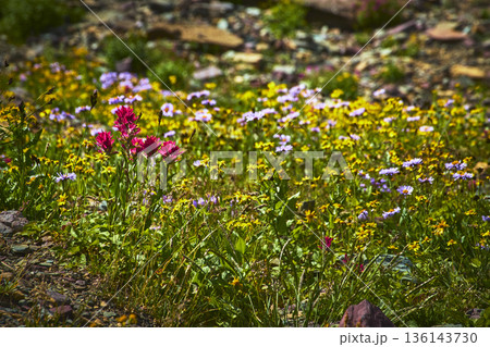 Wildflowers in Bloom with Indian Paintbrush and Summer Meadow on Hidden Lake Trail Wildflowers in Bloom with Indian Paintbrush and Summer Meadow on Hidden Lake Trail 136143730
