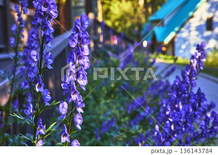 Purple Wildflowers in Sunlight Beside Rustic Lodge and Wooden Railing 136143784