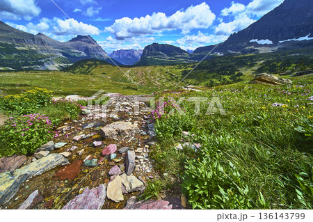 Wildflower Meadow Rocky Trail and Mountain Peaks Hidden Lake Trail Montana 136143799