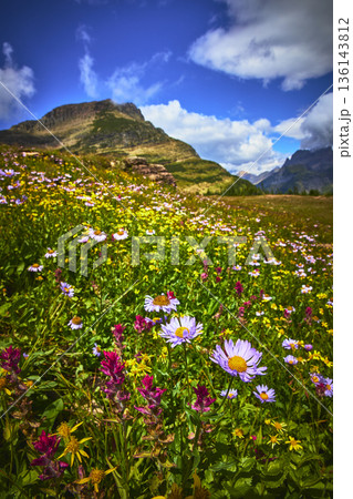 Wildflower Meadow and Mountain Landscape under Dramatic Sky in Summer 136143812