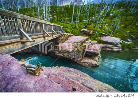Squirrel on Rocky Ledge Beside Wooden Bridge and Turquoise River in Forest Squirrel on Rocky Ledge Beside Wooden Bridge and Turquoise River in Forest 136143874