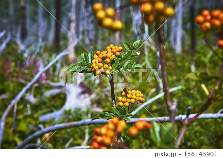 American Mountain Ash Berries Close Up with Vibrant Orange Fruit and Forest Background American Mountain Ash Berries Close Up with Vibrant Orange Fruit and Forest Background 136143901