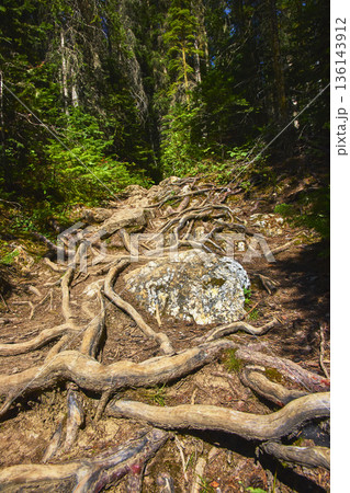 Tree Roots and Rocky Trail in Dense Forest Sunlight 136143912