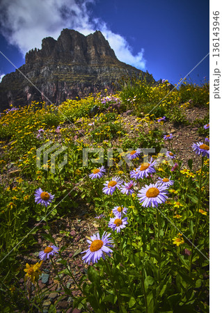 Wildflowers Blooming on Mountain Slope Under Blue Sky and Rocky Peak 136143946