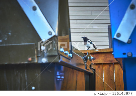 Urban Magpie Perched on Fence Between Dumpsters Town of Banff Canada Bird Wildlife Urban Magpie Perched on Fence Between Dumpsters Town of Banff Canada Bird Wildlife 136143977