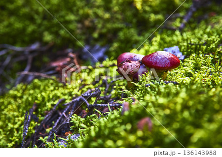 Red Mushroom Cluster Among Green Moss in Sunlit Forest Floor Close Up Red Mushroom Cluster Among Green Moss in Sunlit Forest Floor Close Up 136143988