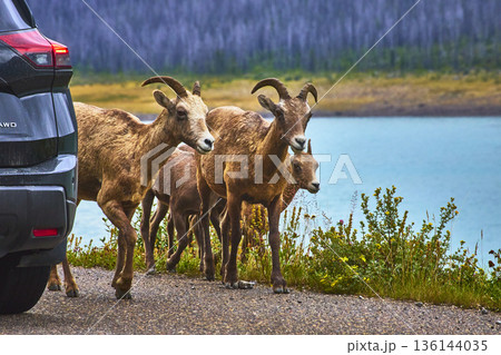 Rocky Mountain Bighorn Sheep by Medicine Lake with Car and Water in Jasper Canada 136144035