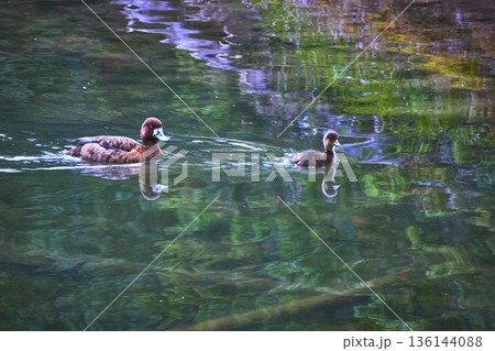 Duck and Baby Swimming on Clear Lake Water with Reflections and Lush Green Surroundings Duck and Baby Swimming on Clear Lake Water with Reflections and Lush Green Surroundings 136144088