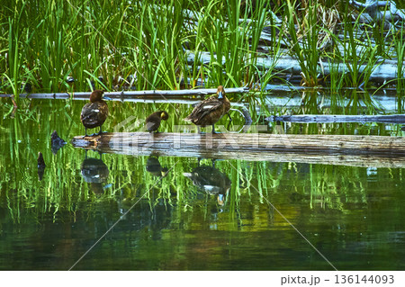 Ducks and Baby Duckling Rest on Log in Lush Lakeside Habitat with Reflections Ducks and Baby Duckling Rest on Log in Lush Lakeside Habitat with Reflections 136144093