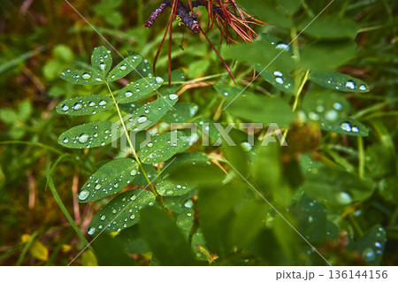 Fresh Green Leaves With Water Droplets Nature Close Up 136144156