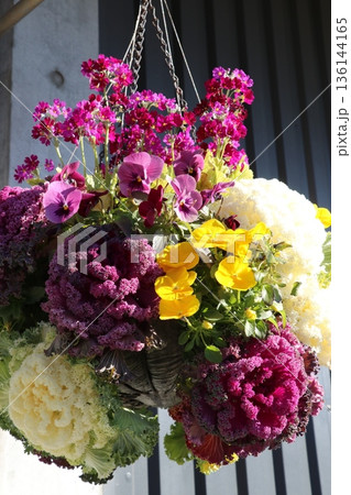 ハンギングバスケットの花 ハンギングバスケットの花 136144165