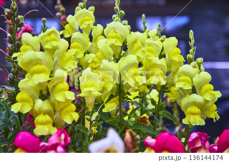 Yellow Snapdragon Flowers Vibrant Bloom Detail Town of Banff Canada Yellow Snapdragon Flowers Vibrant Bloom Detail Town of Banff Canada 136144174