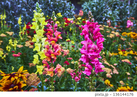 Colorful Snapdragon Flowers in Bloom with Lush Wildflower Garden Background Colorful Snapdragon Flowers in Bloom with Lush Wildflower Garden Background 136144176