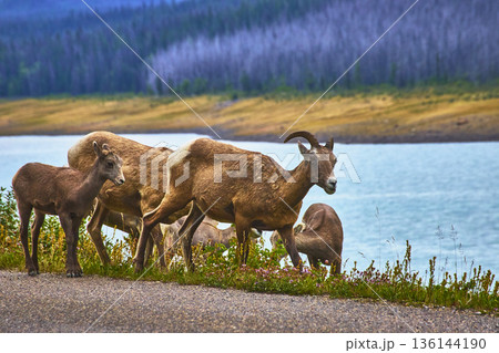 Rocky Mountain Bighorn Sheep Grazing Near Water at Medicine Lake Canada 136144190