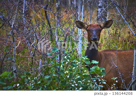 Rocky Mountain Elk in Dense Jasper Forest Among Autumn Foliage and Aspen Trees 136144208