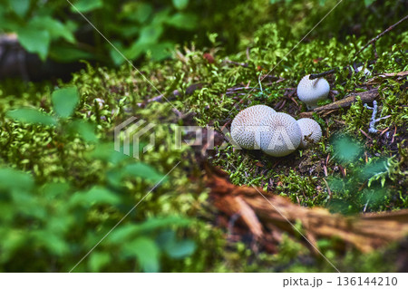 Close Up Wild Puffball Mushrooms On Mossy Forest Floor With Natural Green Foliage 136144210