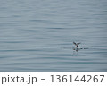 minimal seagulls fly over blue sea nature background 136144267