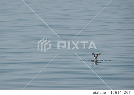 minimal seagulls fly over blue sea nature background minimal seagulls fly over blue sea nature background 136144267