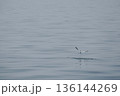 minimal seagulls fly over blue sea nature background 136144269