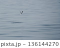 minimal seagulls fly over blue sea nature background 136144270
