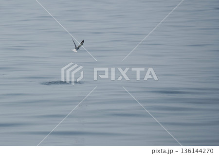 minimal seagulls fly over blue sea nature background minimal seagulls fly over blue sea nature background 136144270