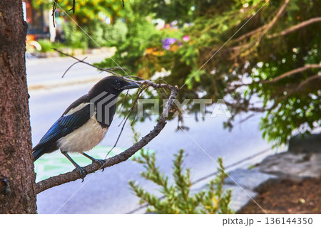 Urban Magpie Perched on Tree Branch in Town of Banff with Lush Summer Foliage 136144350