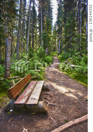 Forest Trail With Wooden Bench And Sunlight Filtering Through Tall Trees Forest Trail With Wooden Bench And Sunlight Filtering Through Tall Trees 136144352