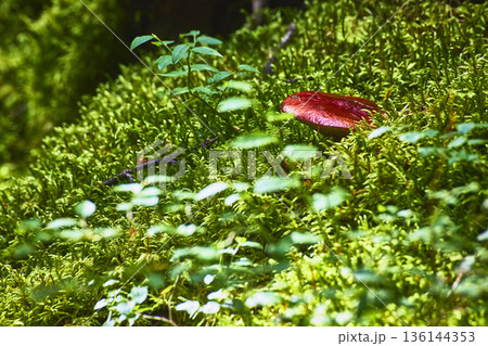 Red Mushroom Growing in Lush Green Moss with Forest Foliage Close Up 136144353