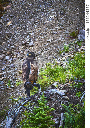 Juvenile Bald Eagle Perched on Rocky Hillside in Wild Canadian Landscape Juvenile Bald Eagle Perched on Rocky Hillside in Wild Canadian Landscape 136144357