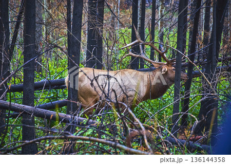 Rocky Mountain Elk Roaming Through Lush Forest Greenery and Charred Trees 136144358