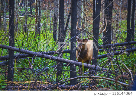 Rocky Mountain Elk Among Burnt Trees in Lush Green Forest Canada Rocky Mountain Elk Among Burnt Trees in Lush Green Forest Canada 136144364