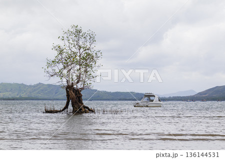 Mangrove tree and partially sunken white boat on shallow coastal water under cloudy sky with distant hills. Mangrove tree and partially sunken white boat on shallow coastal water under cloudy sky with distant hills. 136144531