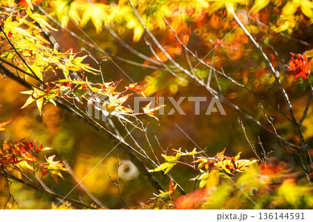 京都槙尾西明寺境内の真っ赤な楓の紅葉 136144591