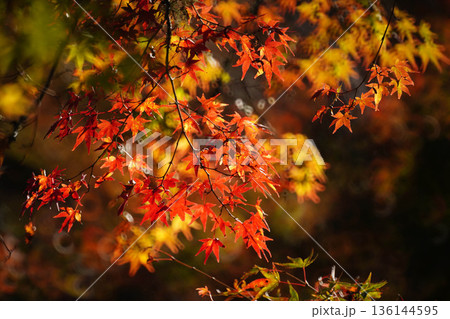 京都槙尾西明寺境内の真っ赤な楓の紅葉 136144595