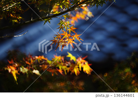 京都槙尾西明寺境内の真っ赤な楓の紅葉 136144601