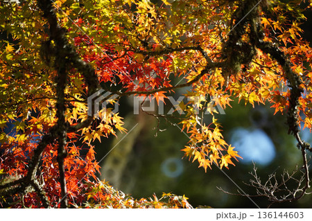 京都槙尾西明寺境内の真っ赤な楓の紅葉 京都槙尾西明寺境内の真っ赤な楓の紅葉 136144603