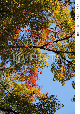 京都槙尾西明寺境内の真っ赤な楓の紅葉 136144617