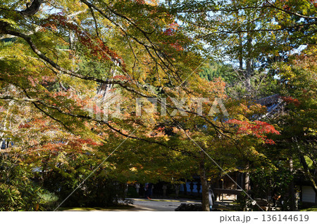 京都槙尾西明寺境内の真っ赤な楓の紅葉 136144619