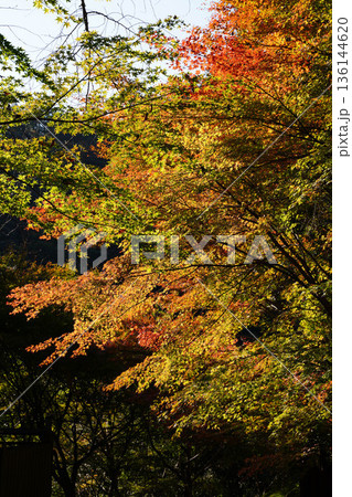 京都槙尾西明寺境内の真っ赤な楓の紅葉 京都槙尾西明寺境内の真っ赤な楓の紅葉 136144620