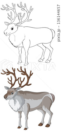 Reindeer Vector Illustration with Line Art and Colored Versions 136144657