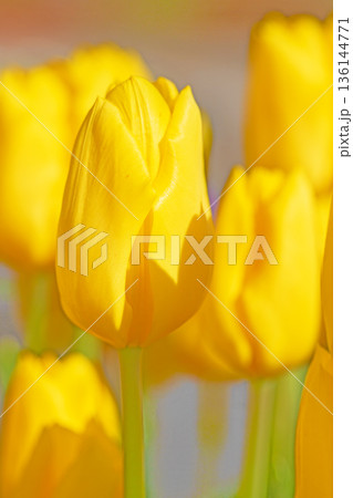 家の周りの草花　四季の色々　植物園の花壇に美しい早咲きのチューリップの花が咲きました　 136144771