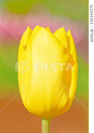 家の周りの草花　四季の色々　植物園の花壇に美しい早咲きのチューリップの花が咲きました　 136144775