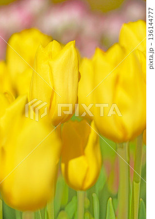 家の周りの草花　四季の色々　植物園の花壇に美しい早咲きのチューリップの花が咲きました　 136144777