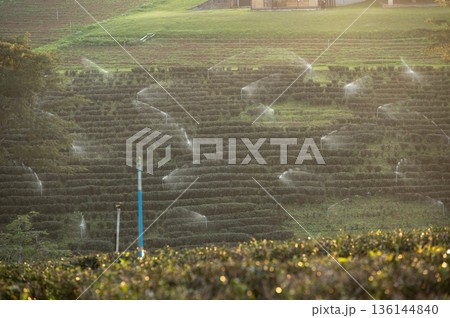 An automatic irrigation sprinkler while spraying water in tea plantation field. They are also used for cooling and for the control of airborne dust. 136144840