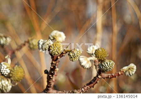 ミツマタの蕾と花(冬、一月) ミツマタの蕾と花(冬、一月) 136145014