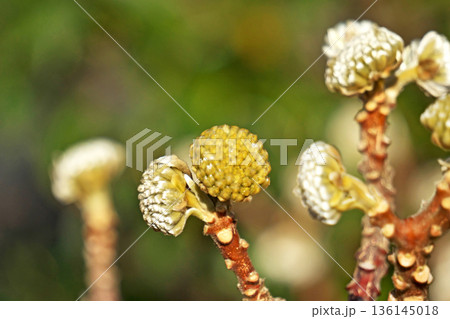 ミツマタの蕾と花(冬、一月) ミツマタの蕾と花(冬、一月) 136145018
