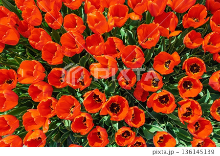 Vibrant Orange Tulip Field in the Netherlands, A Springtime Floral Delight 136145139