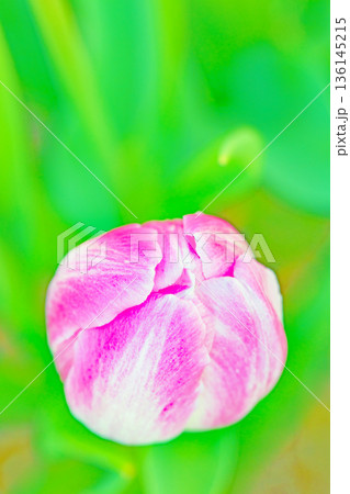 家の周りの草花　四季の色々　植物園の花壇に美しい早咲きのチューリップの花が咲きました 136145215
