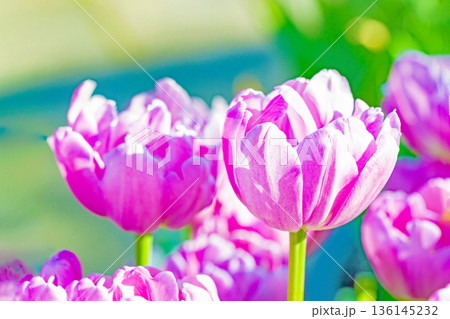 家の周りの草花　四季の色々　植物園の花壇に美しい早咲きのチューリップの花が咲きました 136145232