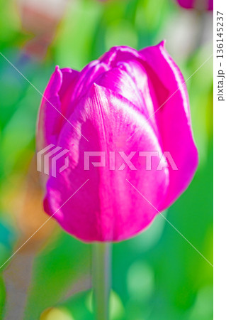 家の周りの草花 四季の色々 植物園の花壇に美しい早咲きのチューリップの花が咲きました 家の周りの草花 四季の色々 植物園の花壇に美しい早咲きのチューリップの花が咲きました 136145237